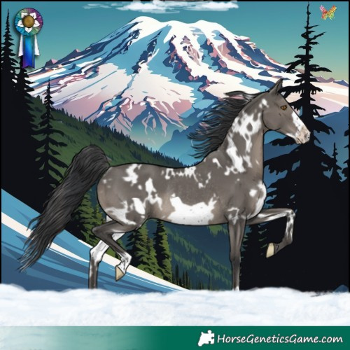 Horse Color:White Spotted Grullo Frame Rabicano