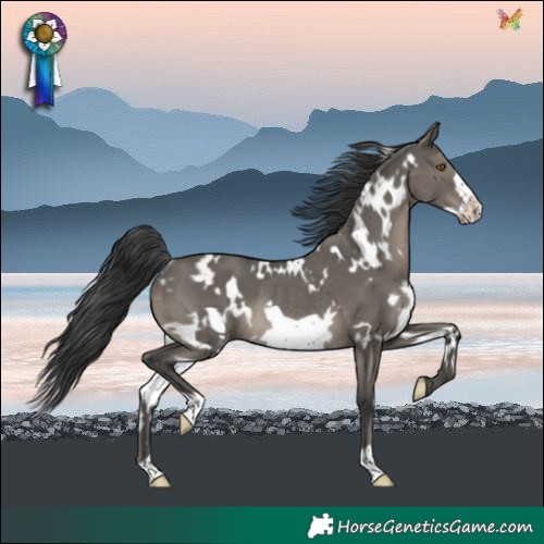 Horse Color:White Spotted Grullo Frame Rabicano