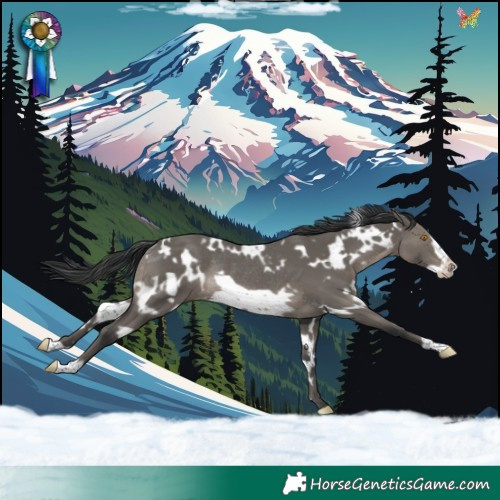 Horse Color:White Spotted Grullo Frame Rabicano