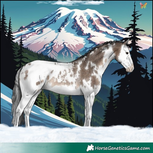 Horse Color:White Spotted Brown Dun Splash Appaloosa Rabicano 