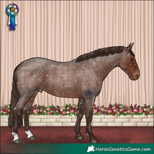 Horse Color:Liver Red Roan Appaloosa 