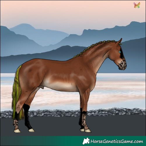 Horse Color:Void Painted Chestnut Splash 
