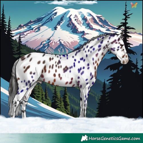 Horse Color:Brown Appaloosa