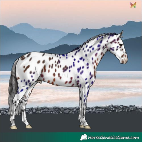 Horse Color:Brown Leopard