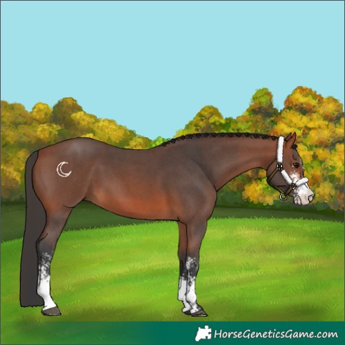 Horse Color:Bay Sabino
