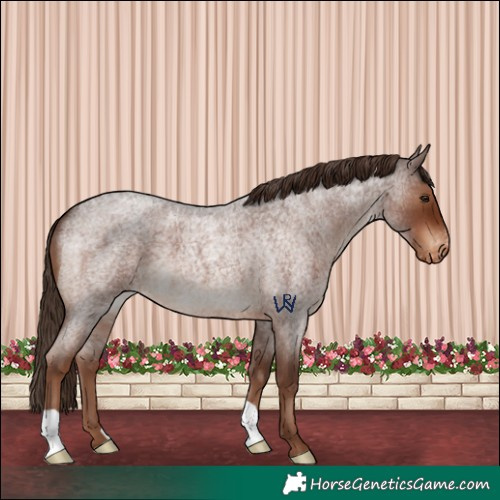 Horse Color:Liver Red Roan Appaloosa 