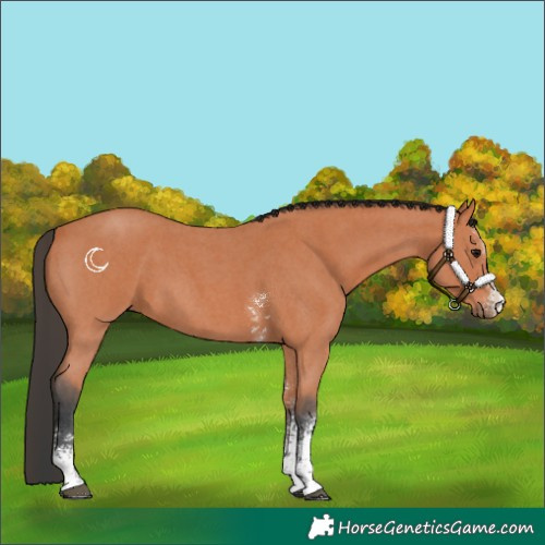 Horse Color:Bay Sabino 