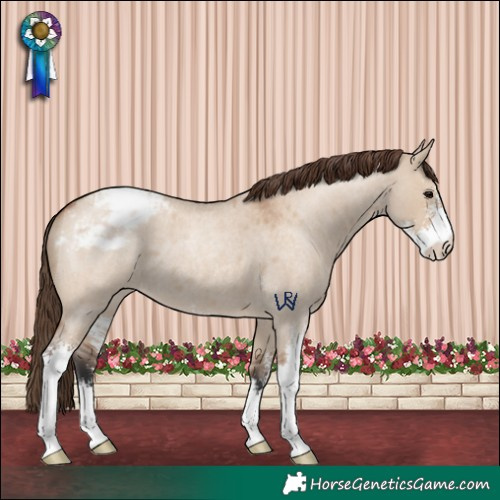 Horse Color:Bay Roan Dun Sabino Appaloosa