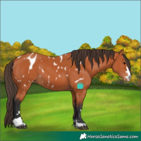 Horse Color:Bay Blanket