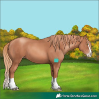 Horse Color:Gold Champagne Splash