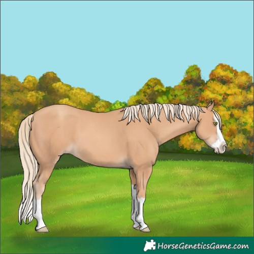 Horse Color:Gold Champagne Splash 