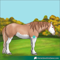 Horse Color:Gold Champagne Splash 