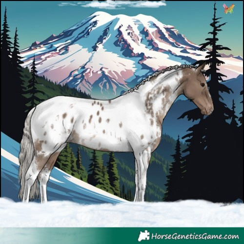 Horse Color:White Spotted Silver Grullo Tobiano Appaloosa 