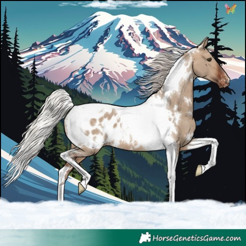 Horse Color:White Spotted Silver Bay Dun Tobiano Appaloosa