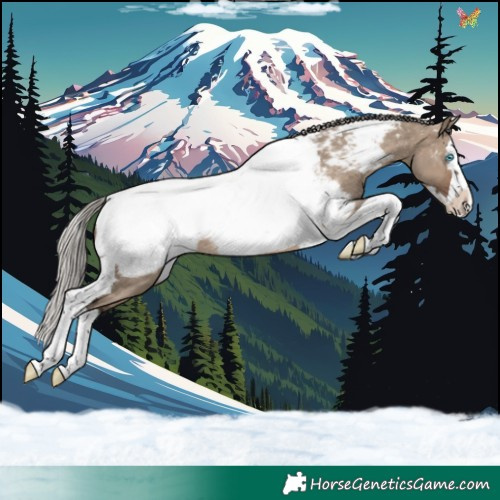 Horse Color:Silver Brown Dun Splash Tobiano Appaloosa