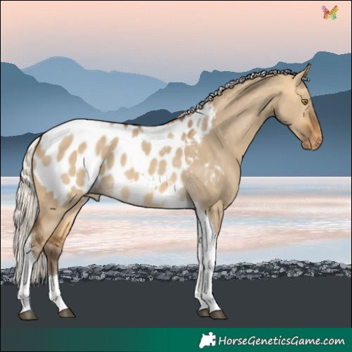 Horse Color:Silver Buckskin Dun Tobiano Blanket 