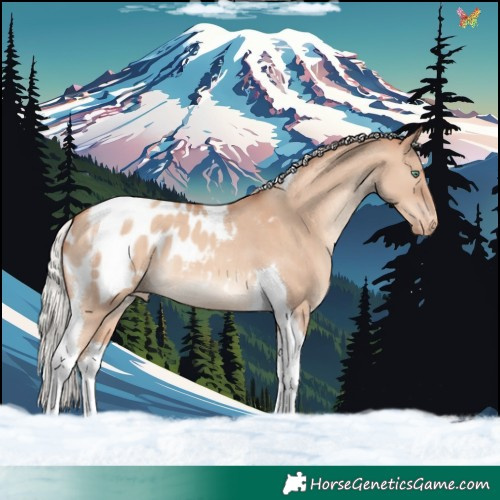 Horse Color:Silver Classic Champagne Dun Tobiano Appaloosa 