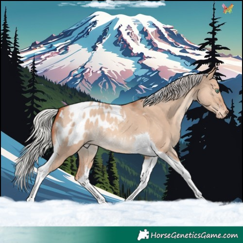 Horse Color:Silver Classic Champagne Dun Tobiano Blanket 