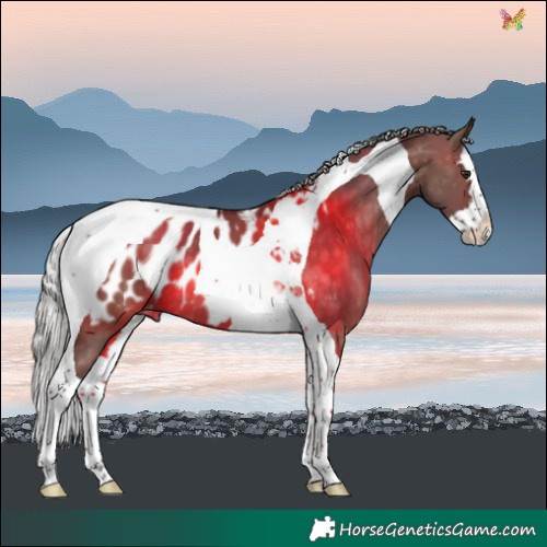 Horse Color:Silver Brown Dun Splash Tobiano Near Leopard 