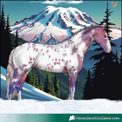Horse Color:Watercolor White Spotted Silver Brown Dun Near Leopard