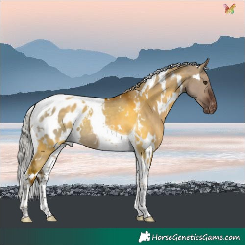 Horse Color:White Spotted Silver Brown Dun Tobiano Blanket 