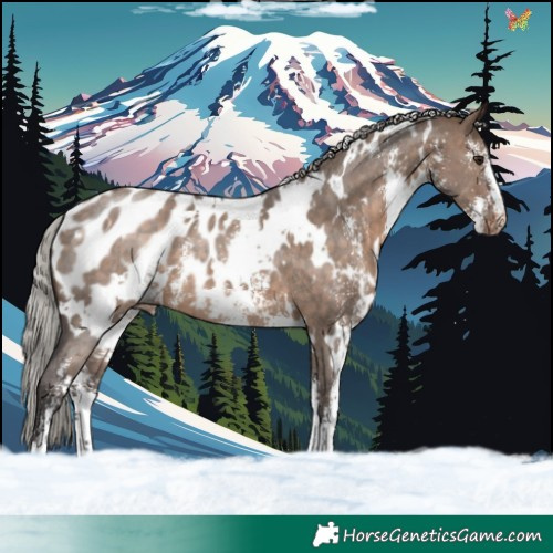 Horse Color:White Spotted Silver Brown Dun Sabino Appaloosa