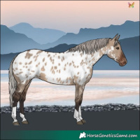 Horse Color:White Spotted Silver Brown Dun Tobiano Near Leopard Rabicano 
