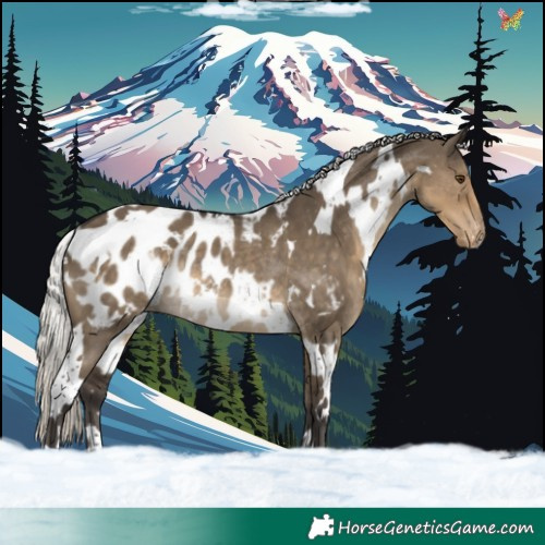 Horse Color:White Spotted Silver Smoky Grullo Blanket Rabicano