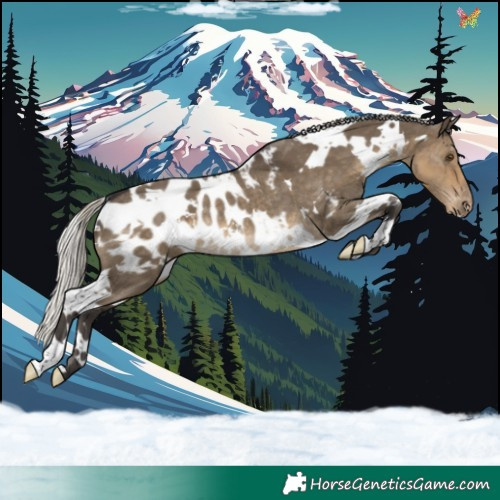 Horse Color:White Spotted Silver Smoky Grullo Appaloosa Rabicano