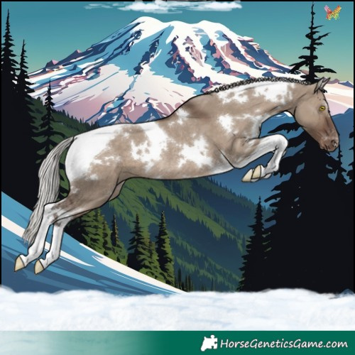 Horse Color:White Spotted Silver Grullo Tobiano Appaloosa Rabicano