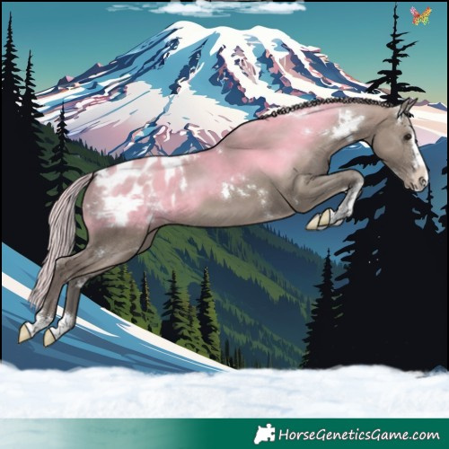Horse Color:White Spotted Silver Grullo Sabino Splash Appaloosa Rabicano