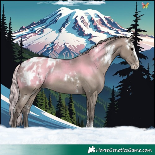 Horse Color:White Spotted Silver Grullo Sabino Splash Appaloosa Rabicano 