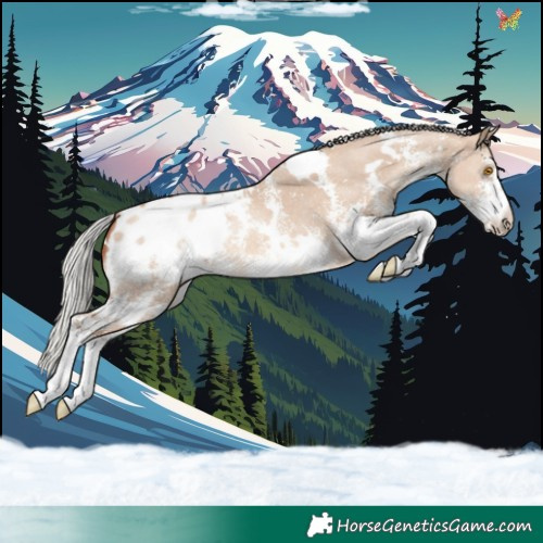 Horse Color:White Spotted Silver Classic Champagne Dun Sabino Appaloosa 