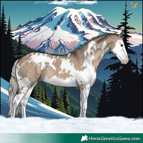 Horse Color:White Spotted Silver Brown Dun Splash Appaloosa