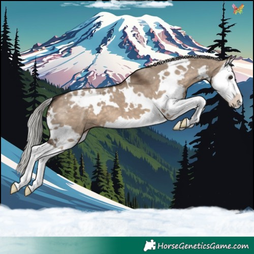 Horse Color:White Spotted Silver Brown Dun Splash Appaloosa 