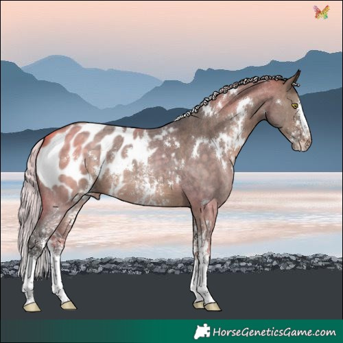 Horse Color:White Spotted Silver Brown Dun Sabino Blanket