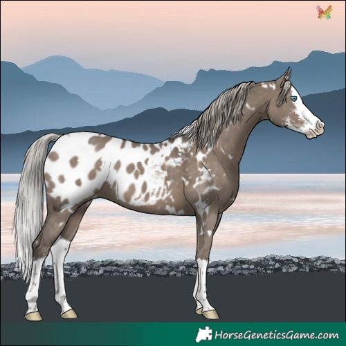 Horse Color:White Spotted Silver Grullo Sabino Splash Near Leopard