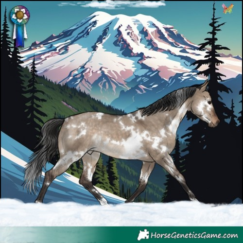 Horse Color:White Spotted Brown Dun Rabicano