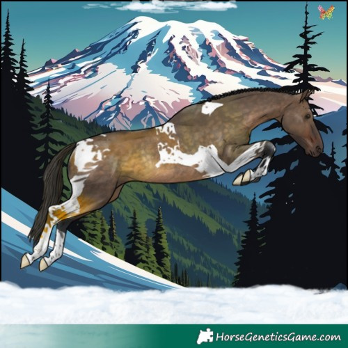 Horse Color:Brown Dun Tobiano Rabicano