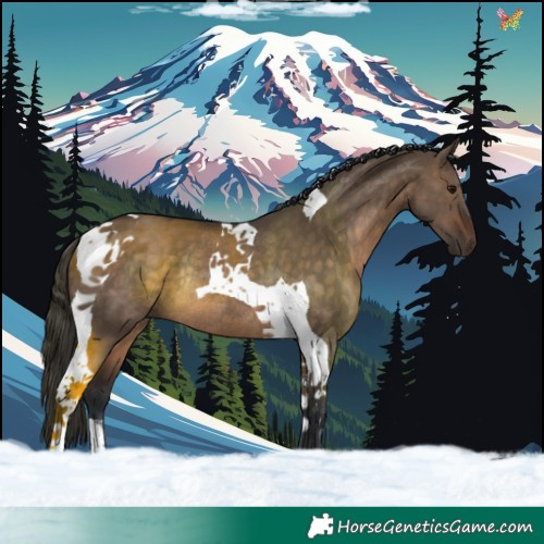 Horse Color:Brown Dun Tobiano Rabicano