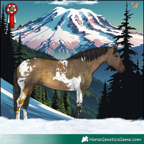 Horse Color:Brown Dun Tobiano Rabicano