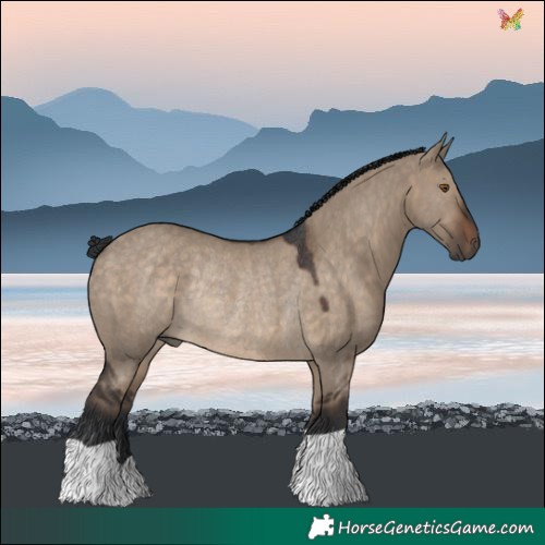 Horse Color:Brown Dun Rabicano