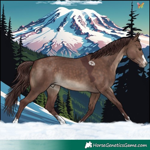 Horse Color:Chocolate Brown Dun 
