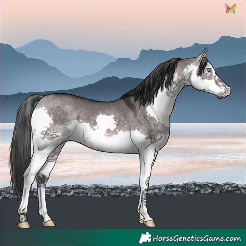 Horse Color:Platinum Brown Dun Splash 