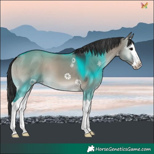 Horse Color:Grullo Onyx Splash 