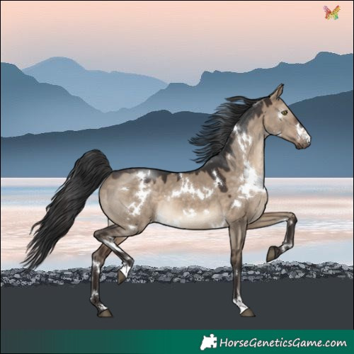 Horse Color:White Spotted Brown Dun