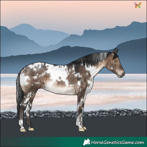 Horse Color:White Spotted Brown Dun Rabicano Brindle