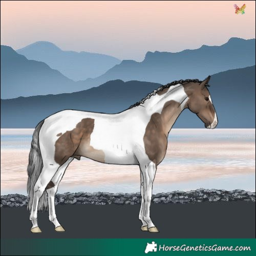 Horse Color:Brown Dun Tobiano