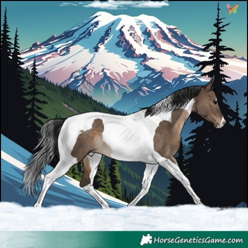Horse Color:Brown Dun Tobiano