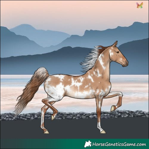 Horse Color:White Spotted Red Dun Rabicano 